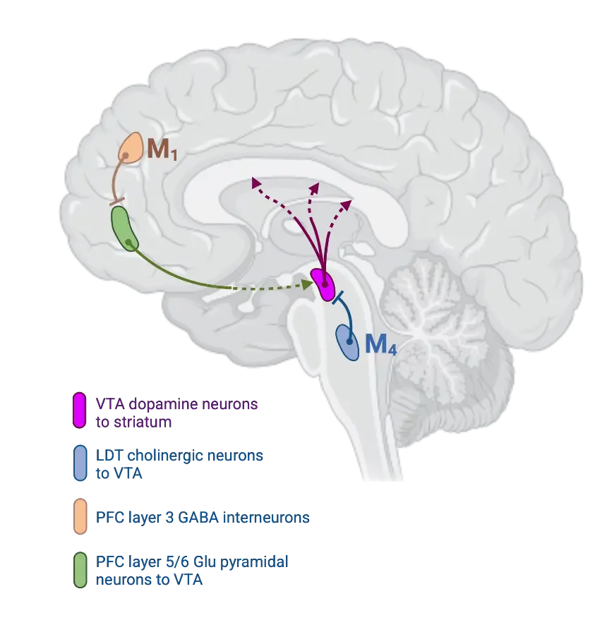 brain